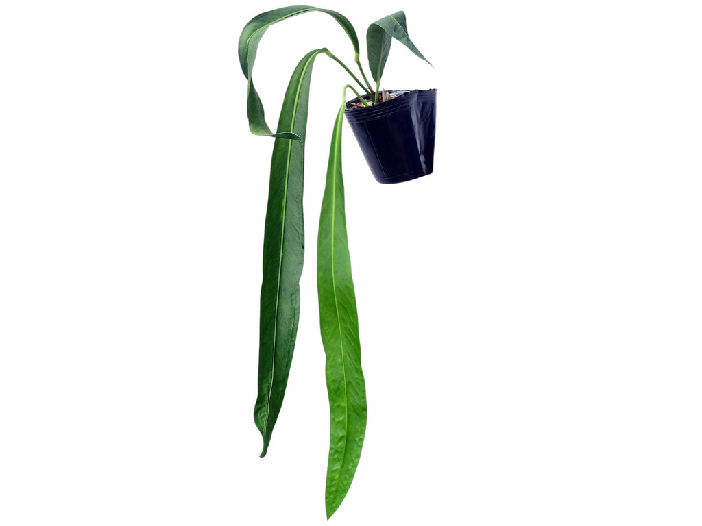 anthurium grandifolium Anthurium gladiifolium — Ecuagenera Orquídeas del Ecuador