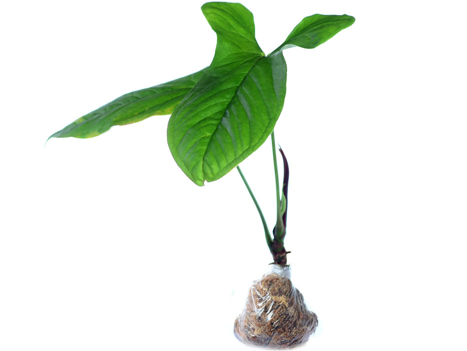 Anthurium goeldii