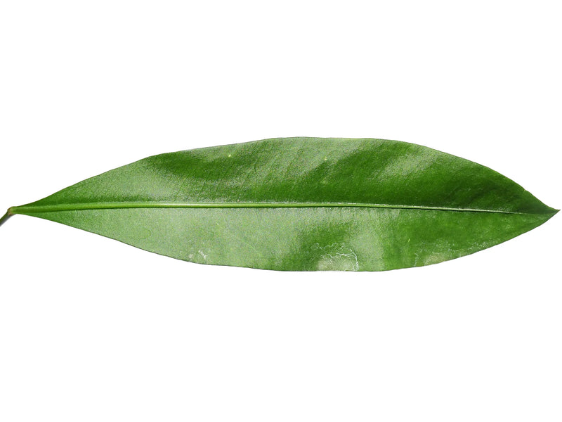 gracile anthurium Anthurium gracile — Ecuagenera Orquídeas del Ecuador