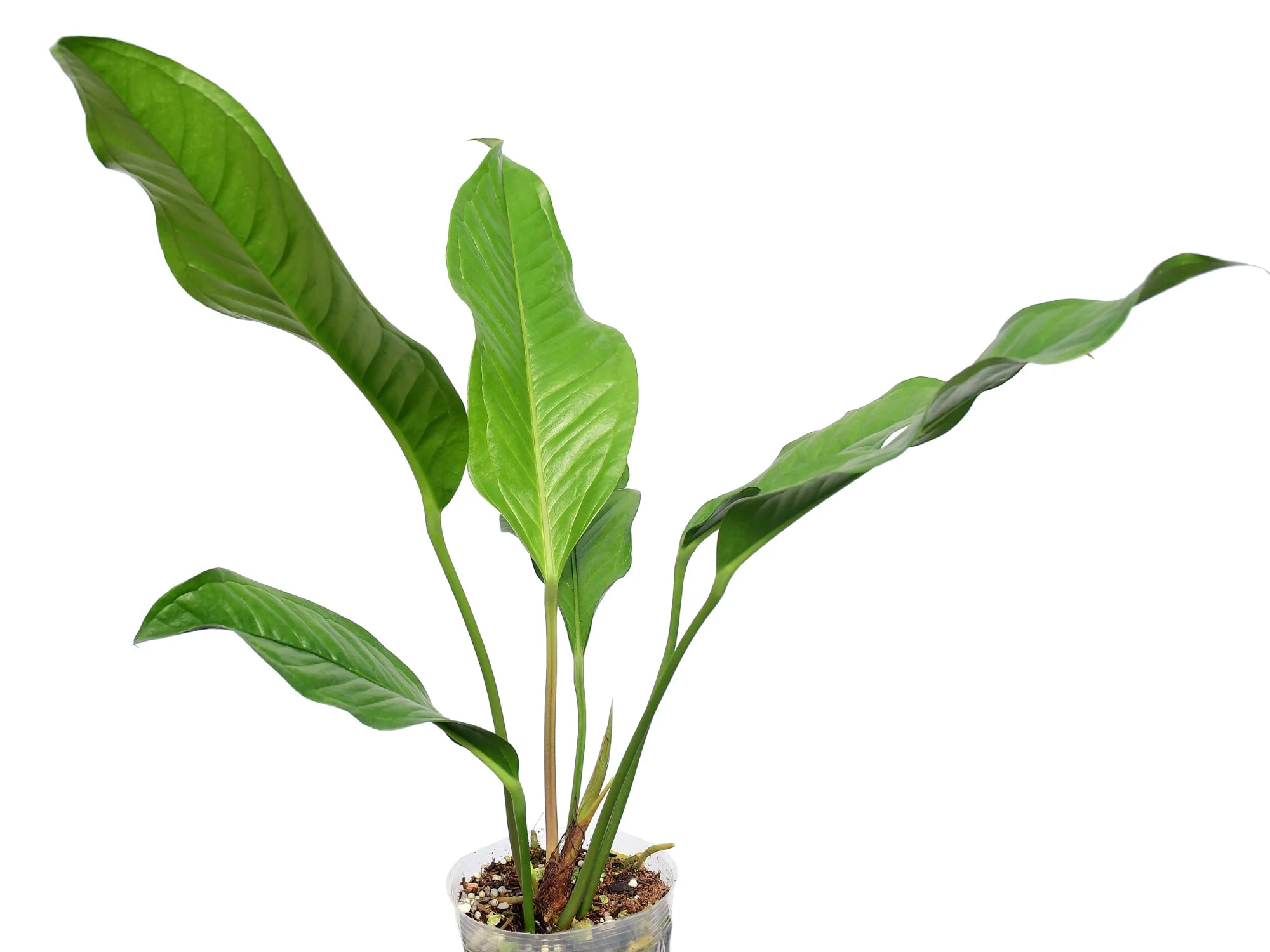 gracile anthurium Anthurium gracile San Rafael