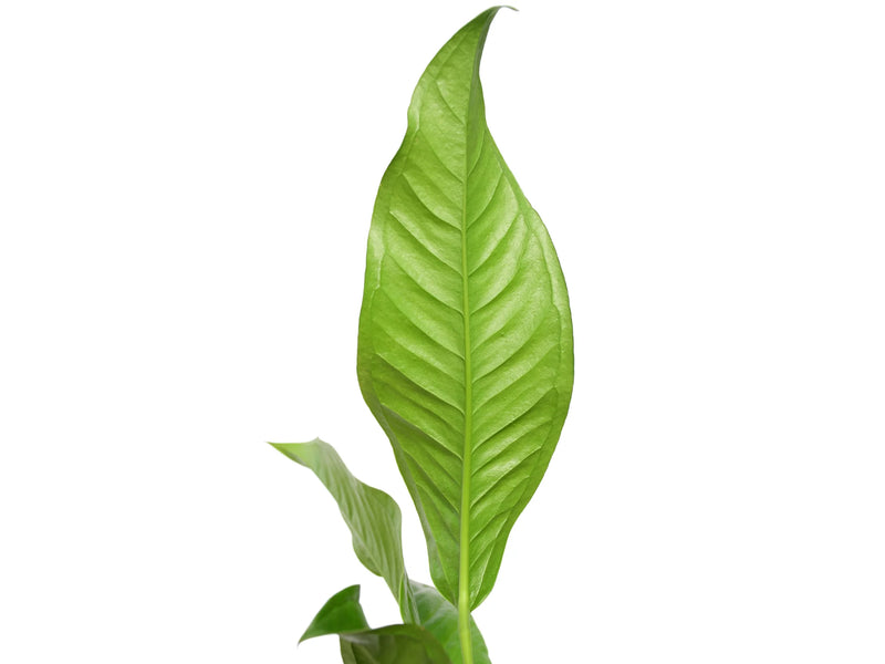 anthurium gracile Anthurium gracile San Rafael — Ecuagenera Orquídeas del Ecuador