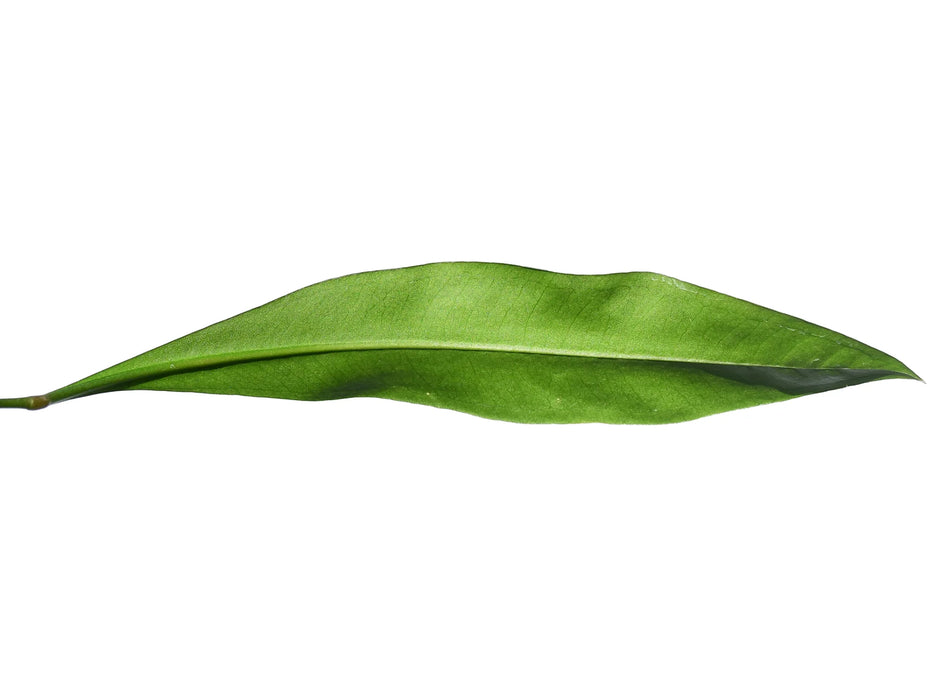 Anthurium gracile