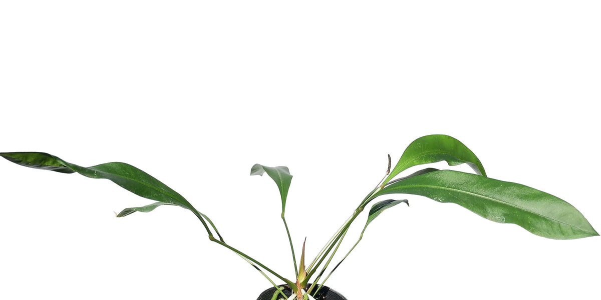 anthurium gracile for sale Anthurium gracile