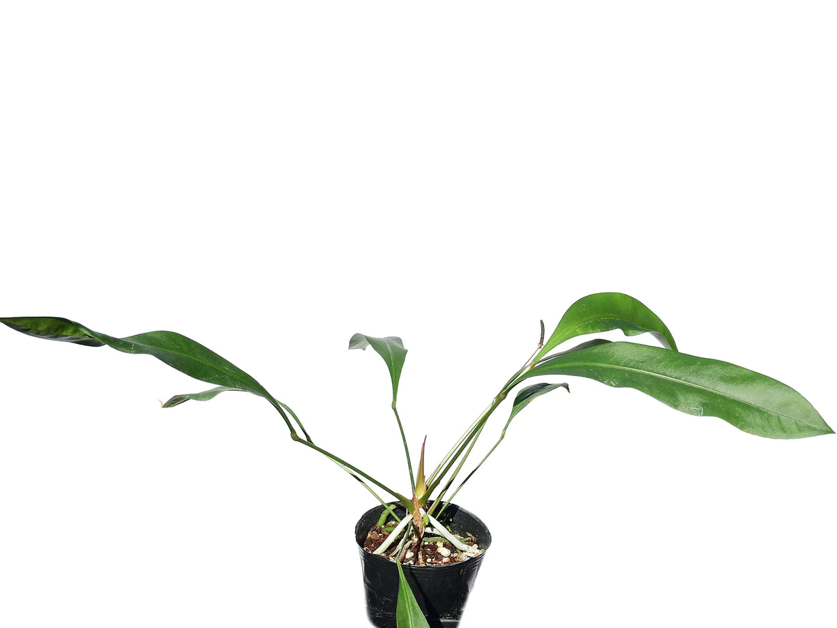 philodendron gracile Anthurium gracile
