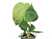 anthurium gustavii Anthurium gustavii