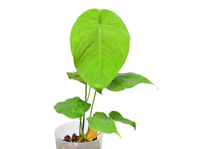 anthurium nangaritense Anthurium gustavii cf