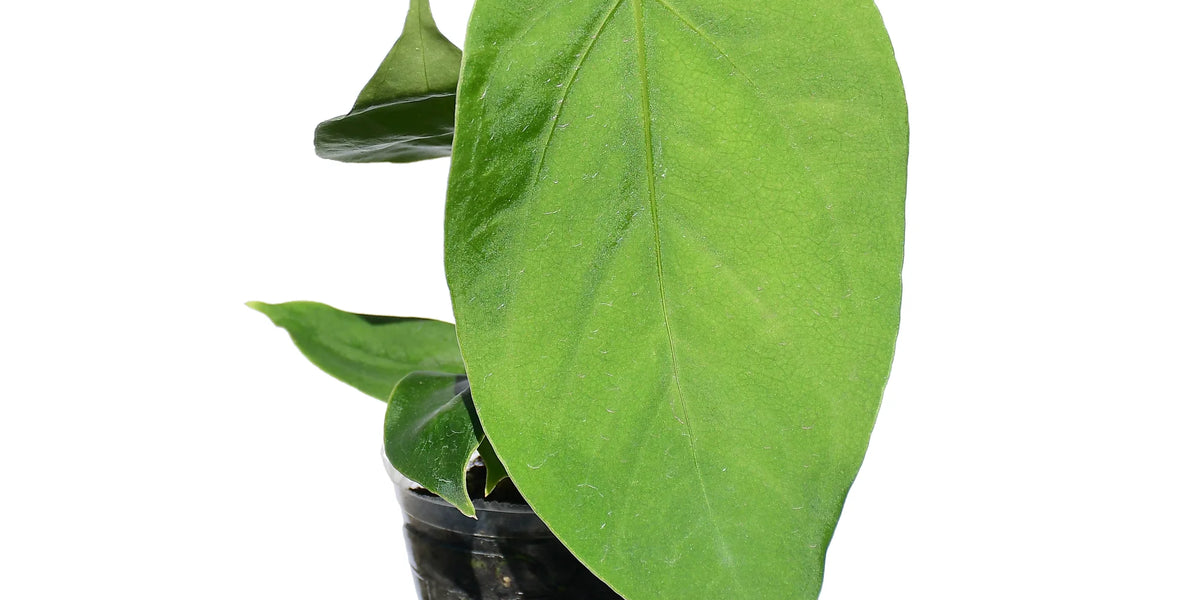 anthurium gustavii Anthurium gustavii