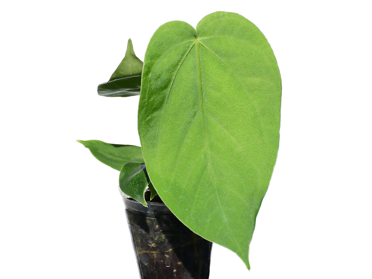 anthurium gustavii Anthurium gustavii