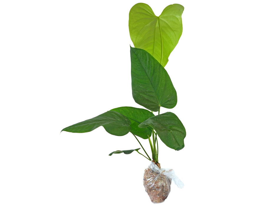 Anthurium gymnopus 3