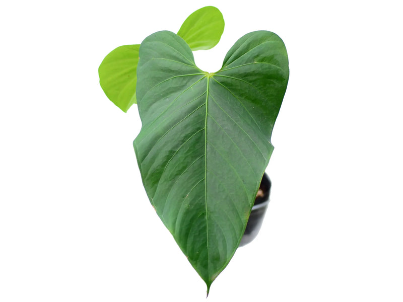 anthurium gymnopus Anthurium gymnopus 3