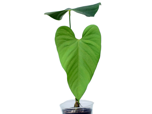 anthurium insigne panguiensii Anthurium gymnopus 3 — Ecuagenera Orquídeas del Ecuador