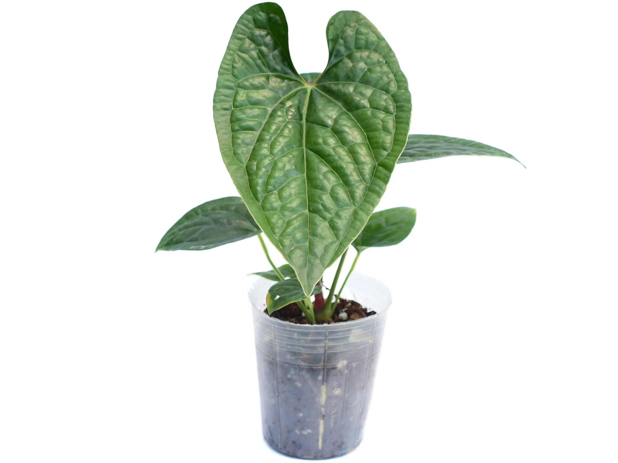 Anthurium Black Luxury — Ecuagenera Orquídeas del Ecuador