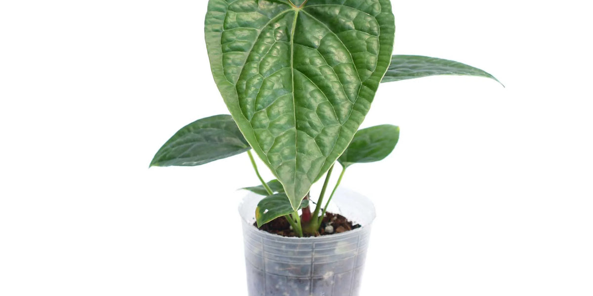 Anthurium gymnopus 'Fantasy' x Anthurium luxurians — Ecuagenera