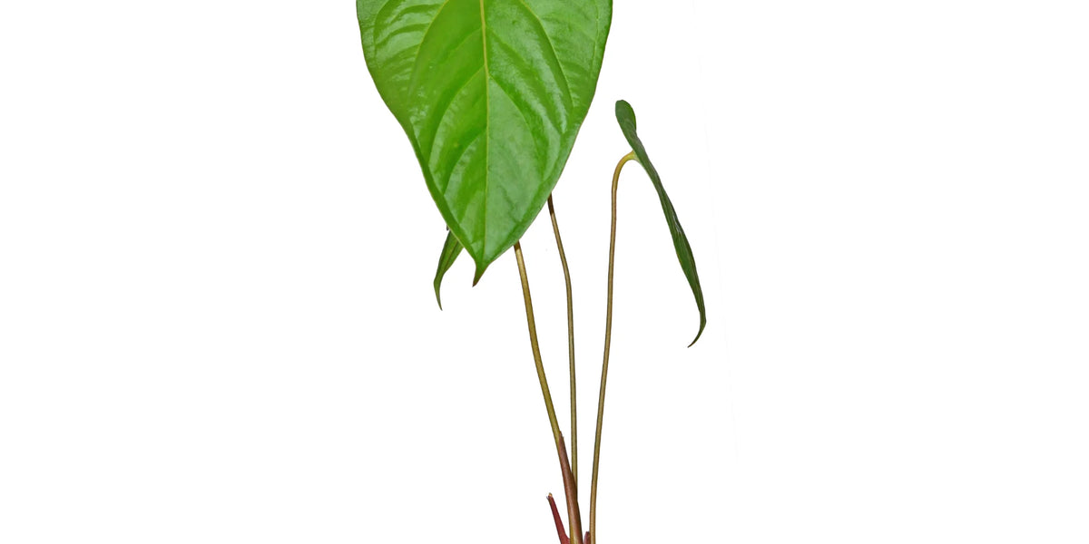 Anthurium huixtlense — Ecuagenera Orquídeas del Ecuador