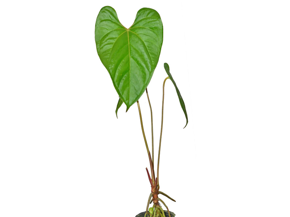 Anthurium huixtlense