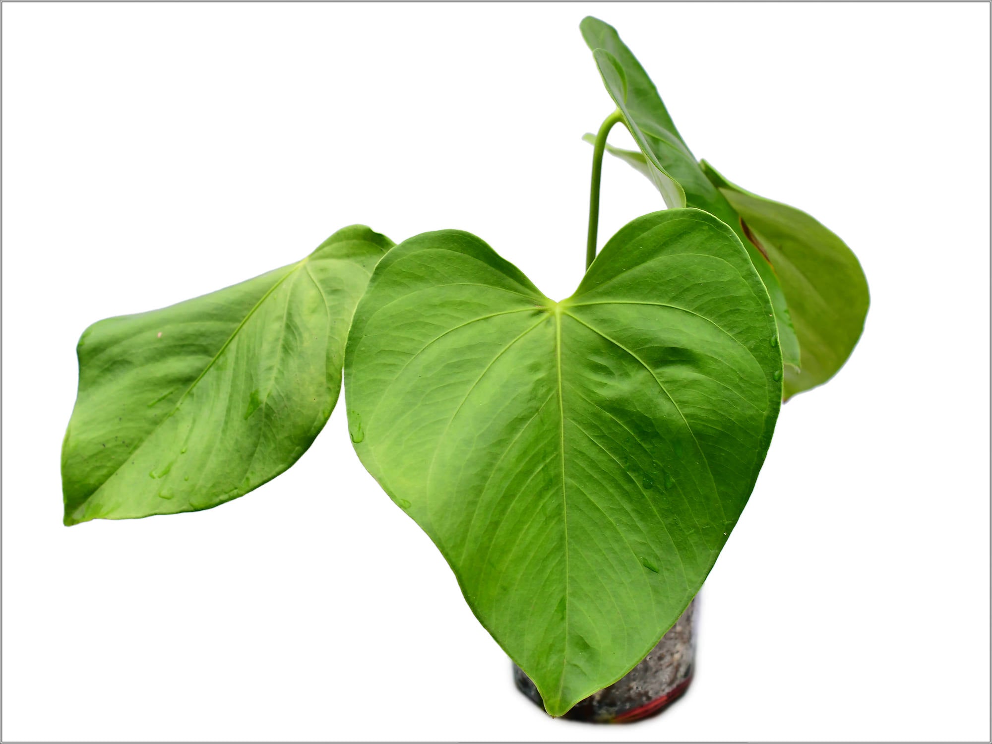 anthurium huixtlense Anthurium huixtlense cf