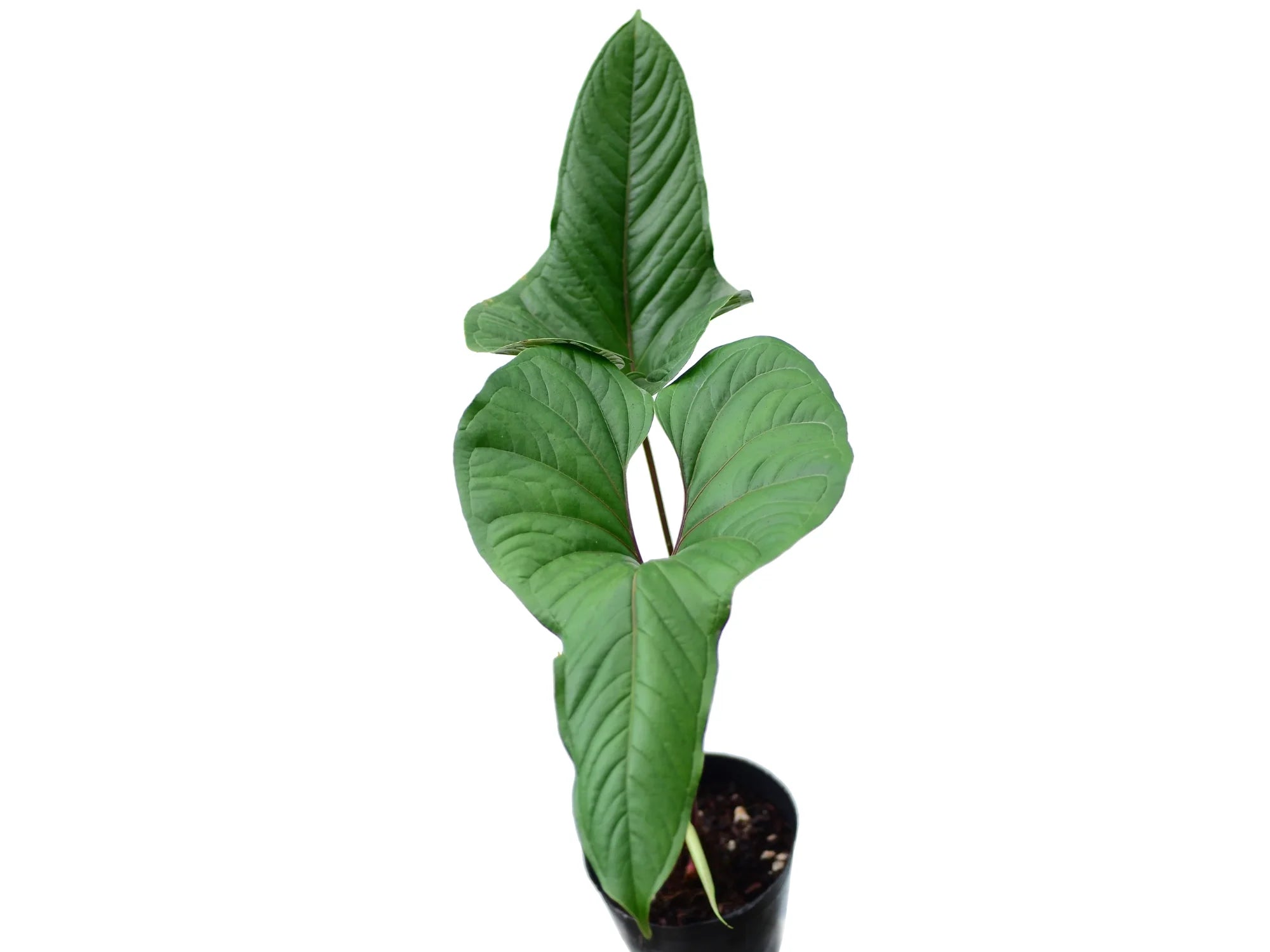 anthurium insigne var panguiensii Anthurium insigne — Ecuagenera Orquídeas del Ecuador