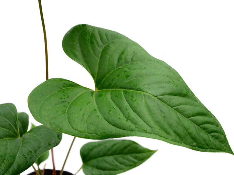 anthurium insigne price Anthurium insigne 10