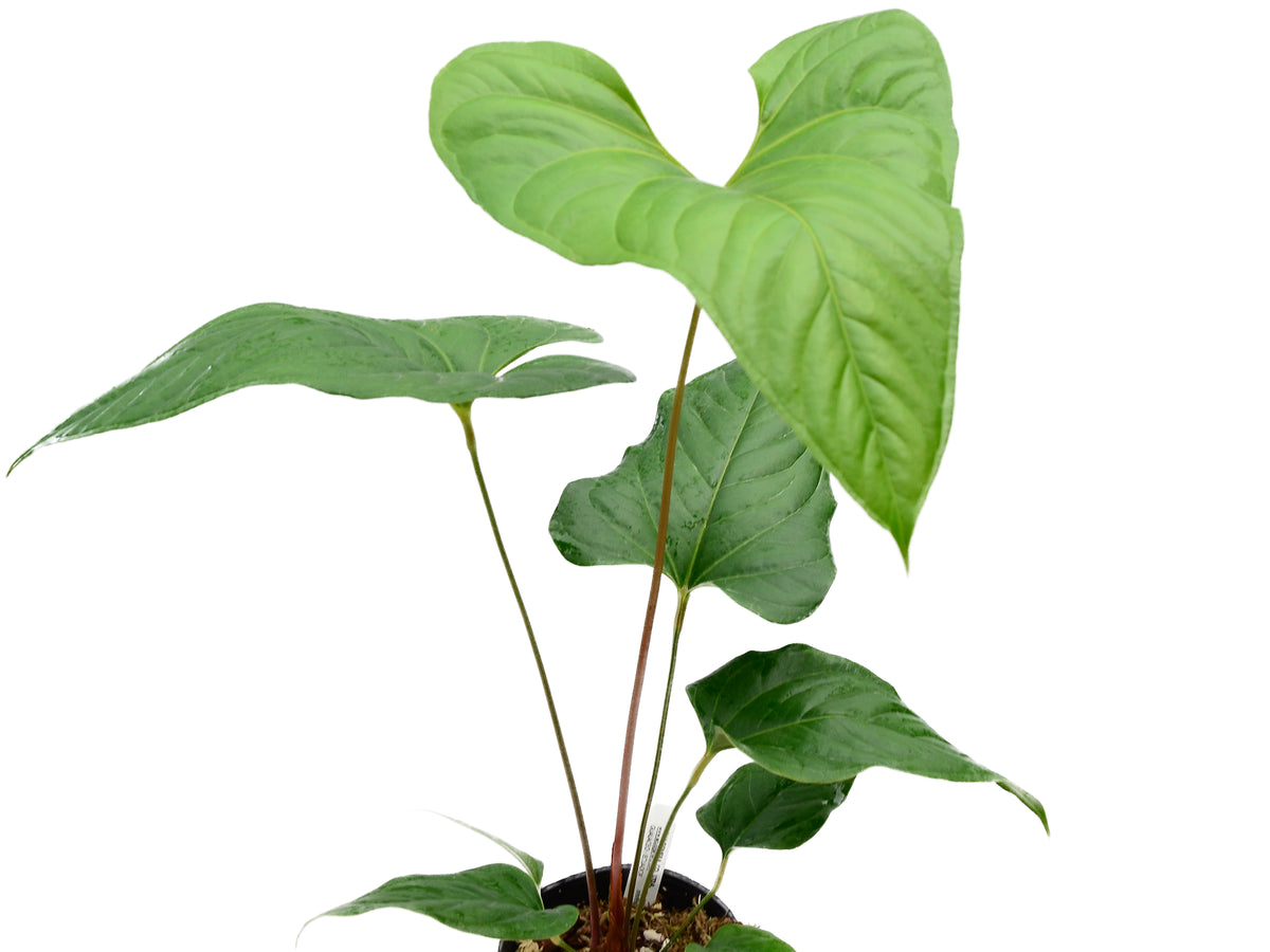 anthurium insigne Anthurium insigne 10 — Ecuagenera Orquídeas del Ecuador