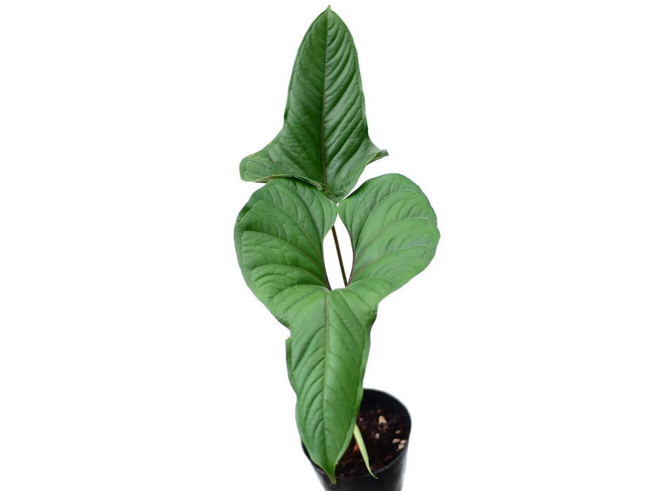 Anthurium insigne