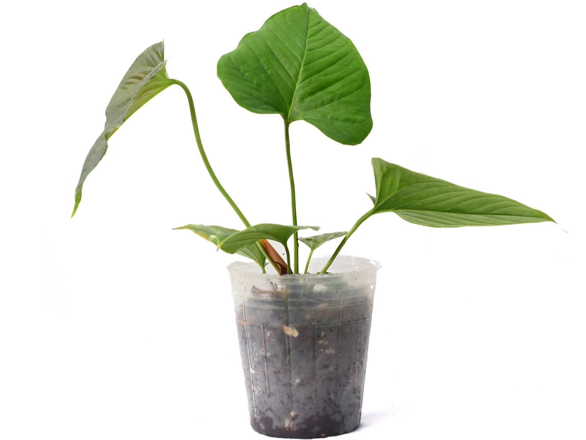 anthurium insigne Anthurium insigne 'Ecuagenera' (seedling)