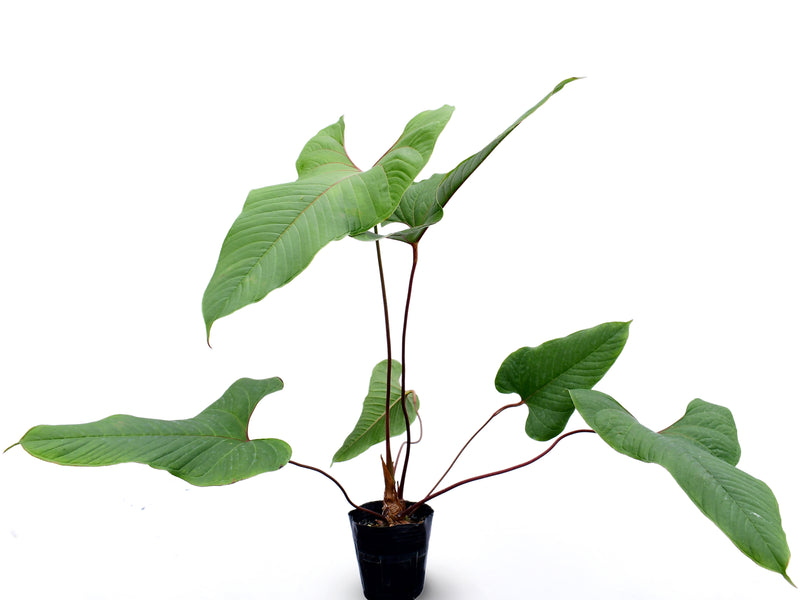 Anthurium insigne 'Crystal'
