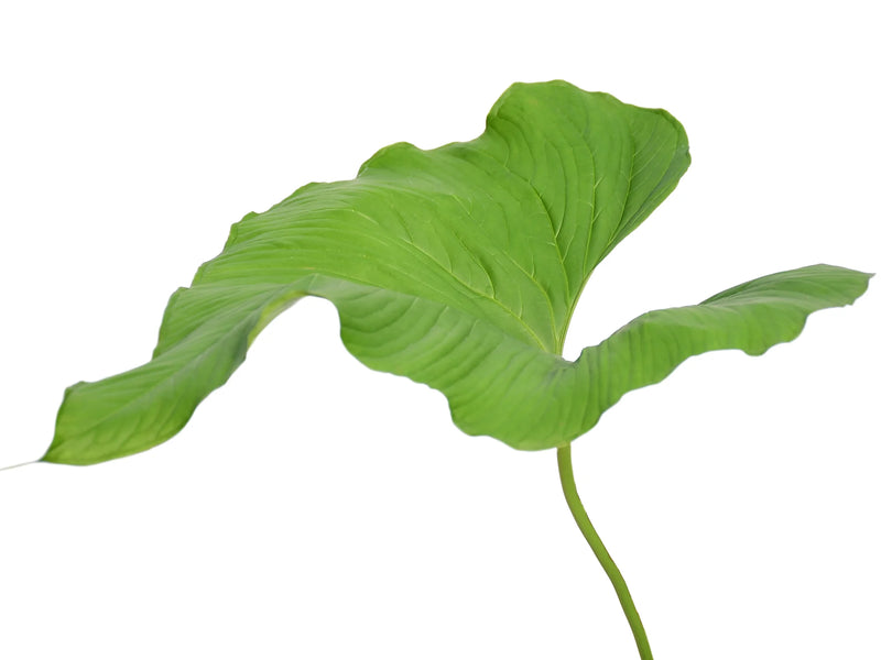 Anthurium insigne 'Ecuagenera'