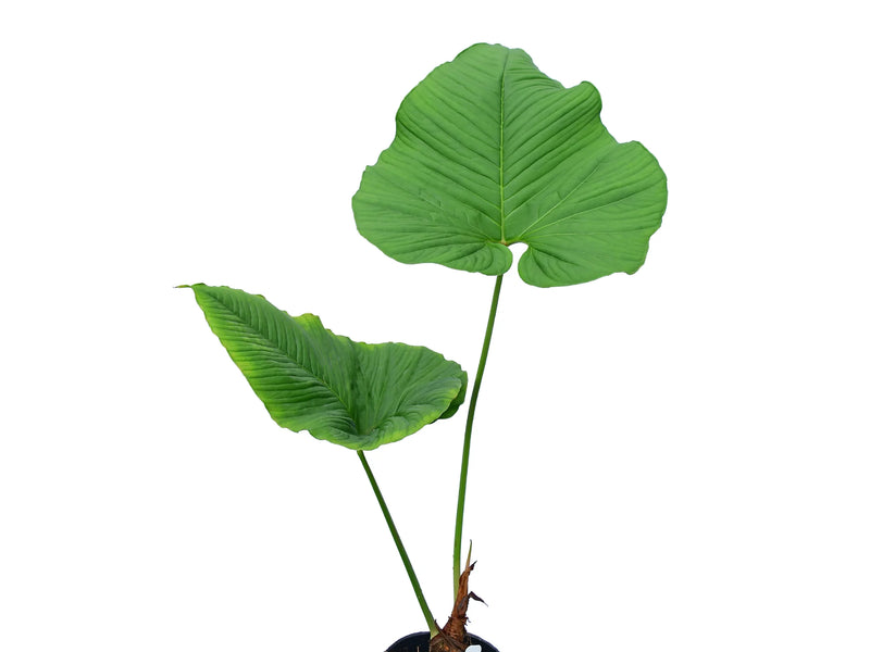 Anthurium insigne 'Ecuagenera'