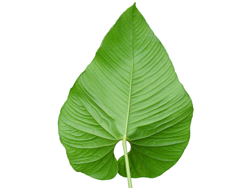 Anthurium insigne 'Ecuagenera'