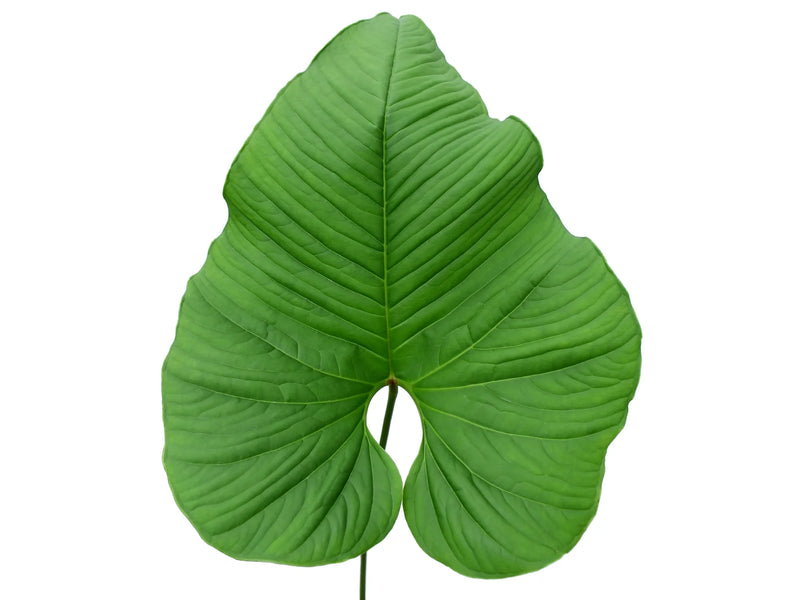 Anthurium insigne 'Ecuagenera'