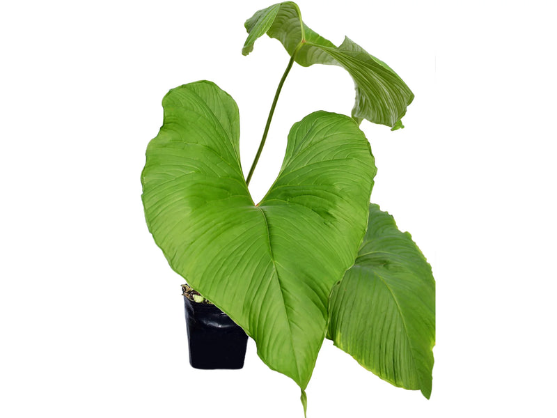 Anthurium insigne 'Ecuagenera'