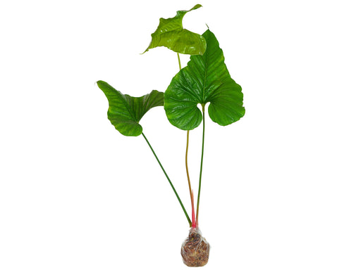 anthurium insigne el oso Anthurium insigne El Pangui