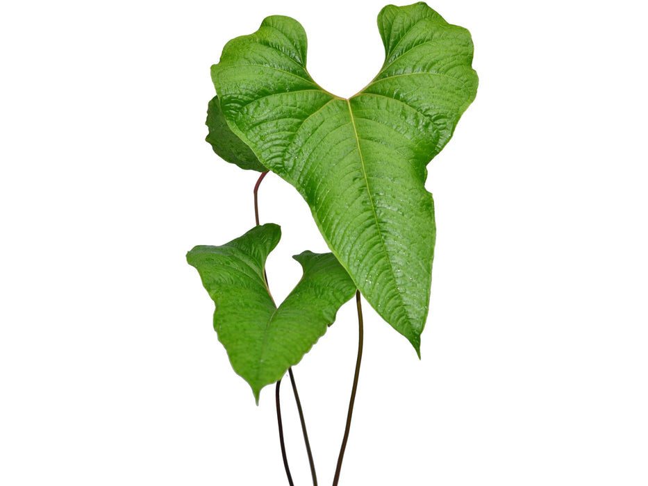 Anthurium insigne 'Paquishae'