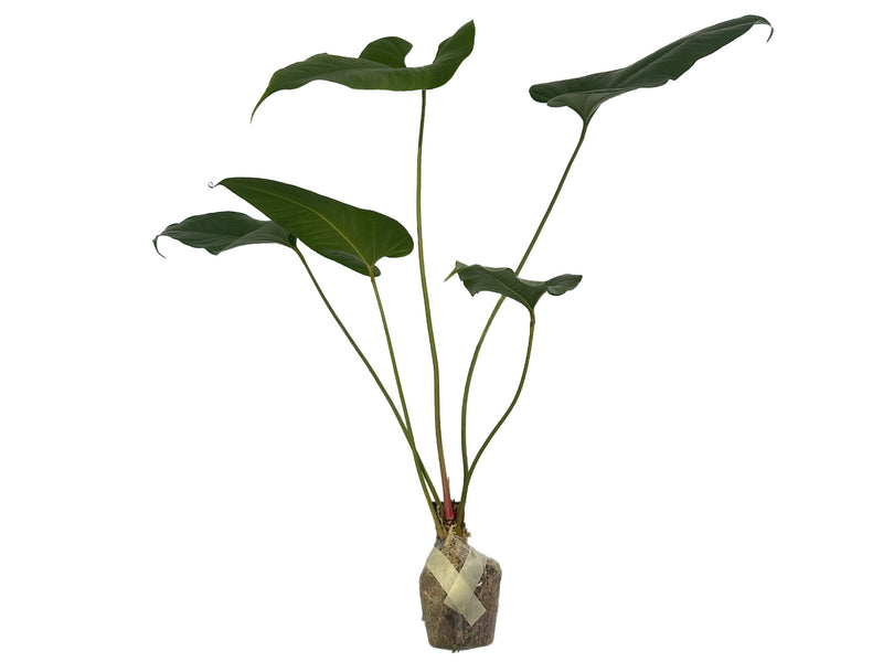 Anthurium insigne 'Paquishae'