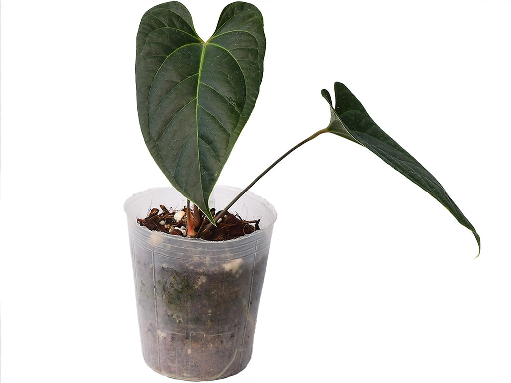anthurium insigne Anthurium insigne 'Paradise' x Anthurium besseae aff