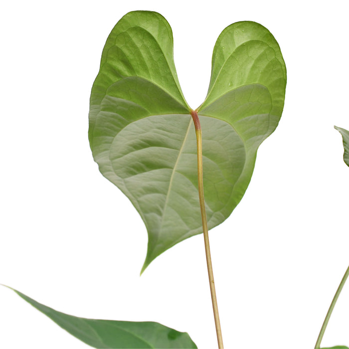 Anthurium insigne 'Paradise' x Anthurium forgetii