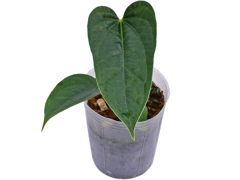 anthurium plant symbolism Anthurium Symbol of Paradise — Ecuagenera Orquídeas del Ecuador