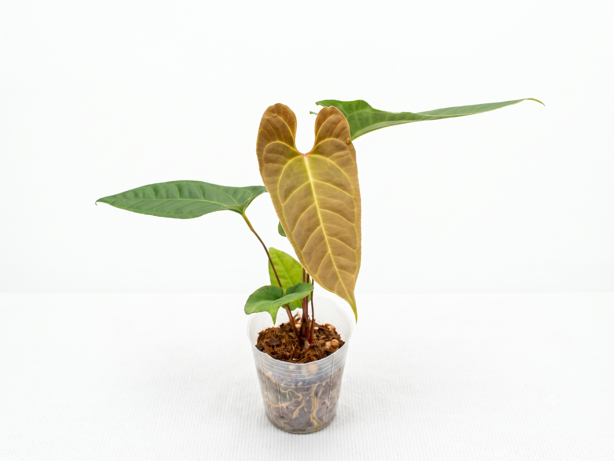 Anthurium insigne 'San Antonio' x Anth. besseae aff