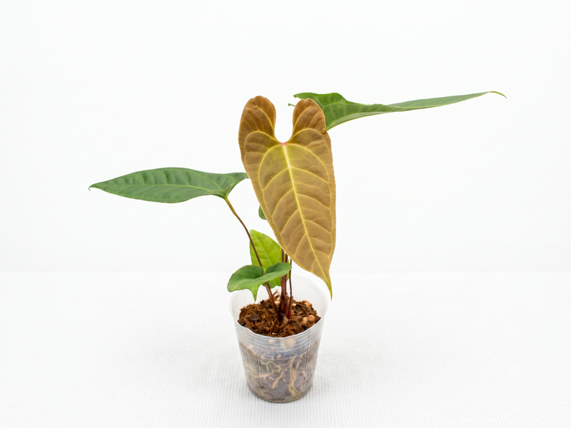 Anthurium insigne 'San Antonio' x Anth. besseae aff