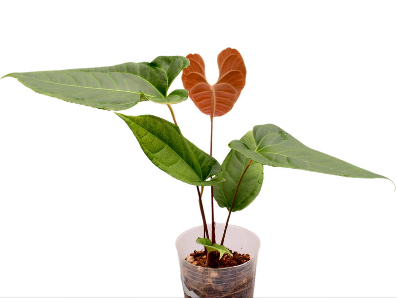 Anthurium insigne 'San Antonio' x Anth. besseae aff