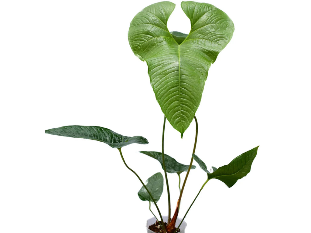 Anthurium insigne cf — Ecuagenera Orquídeas del Ecuador