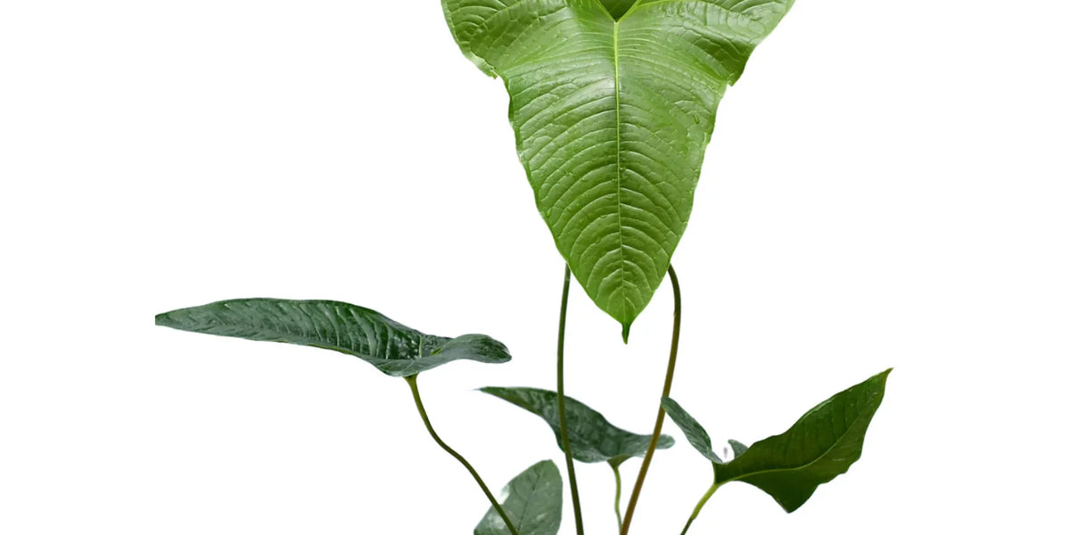 anthurium insigne var panguiensii Anthurium insigne cf — Ecuagenera Orquídeas del Ecuador