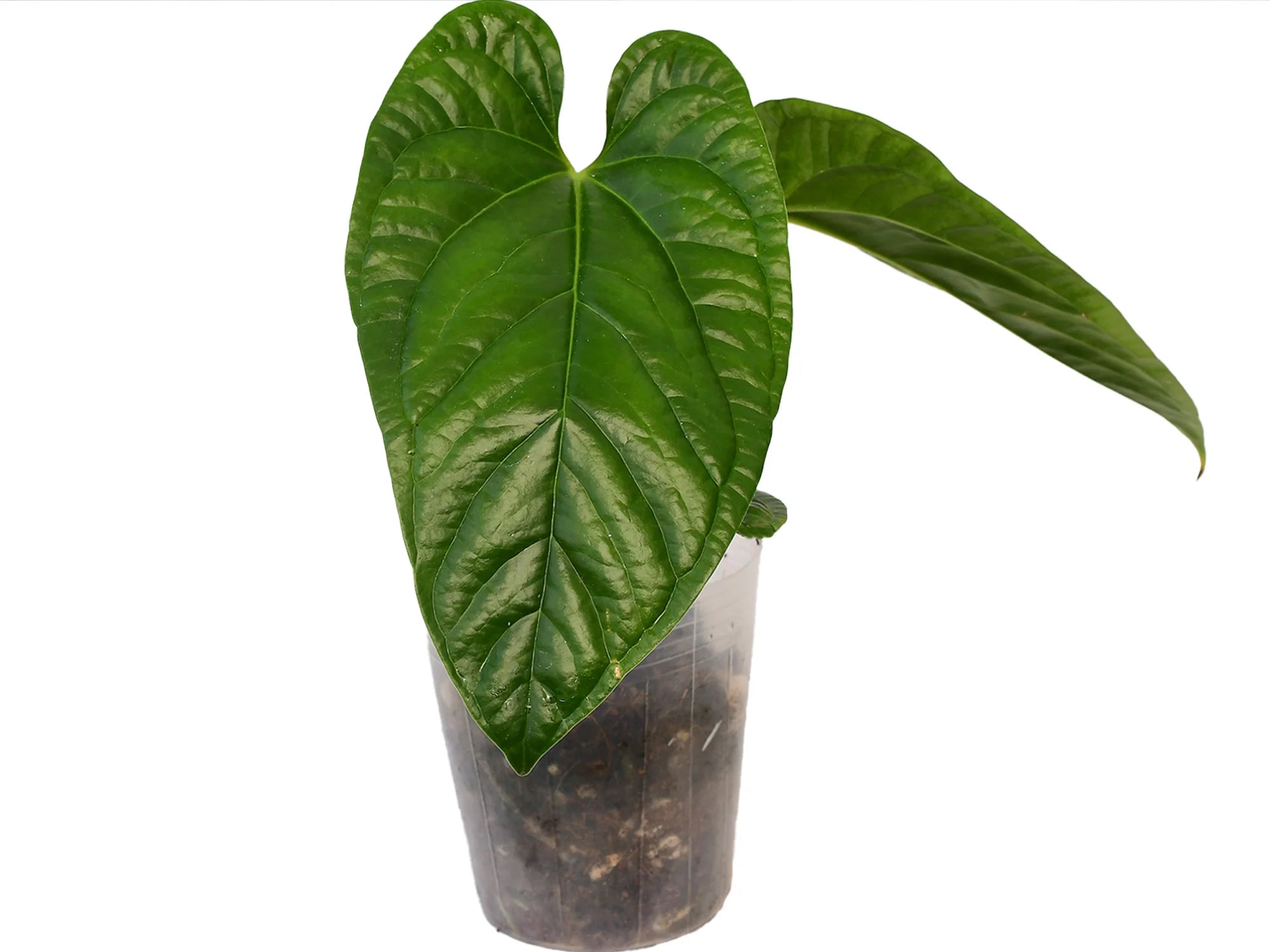 Anthurium Luxurious Symbol
