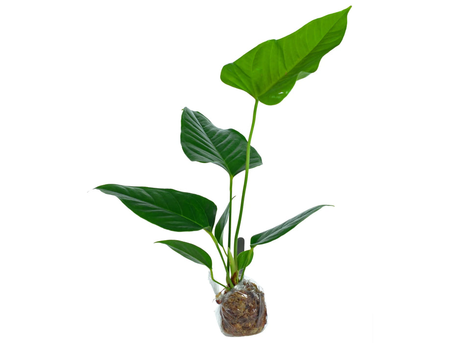 Anthurium insigne gigante