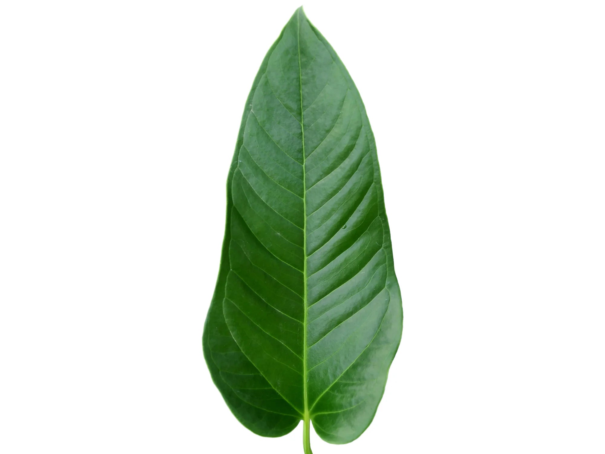 anthurium insigne Anthurium insigne gigante