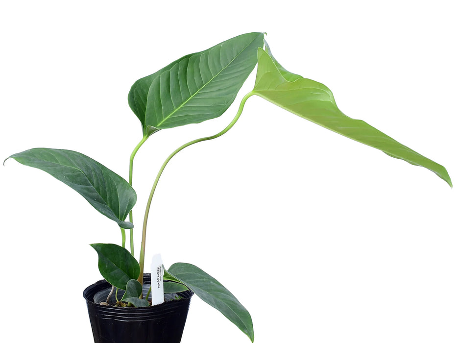 Anthurium insigne gigante