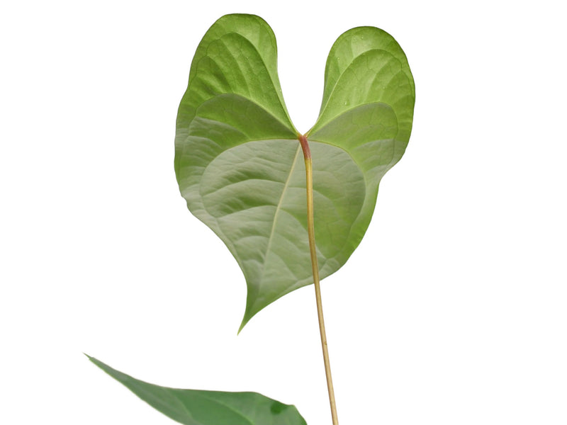 Anthurium insigne 'Paradise' x Anthurium forgetii