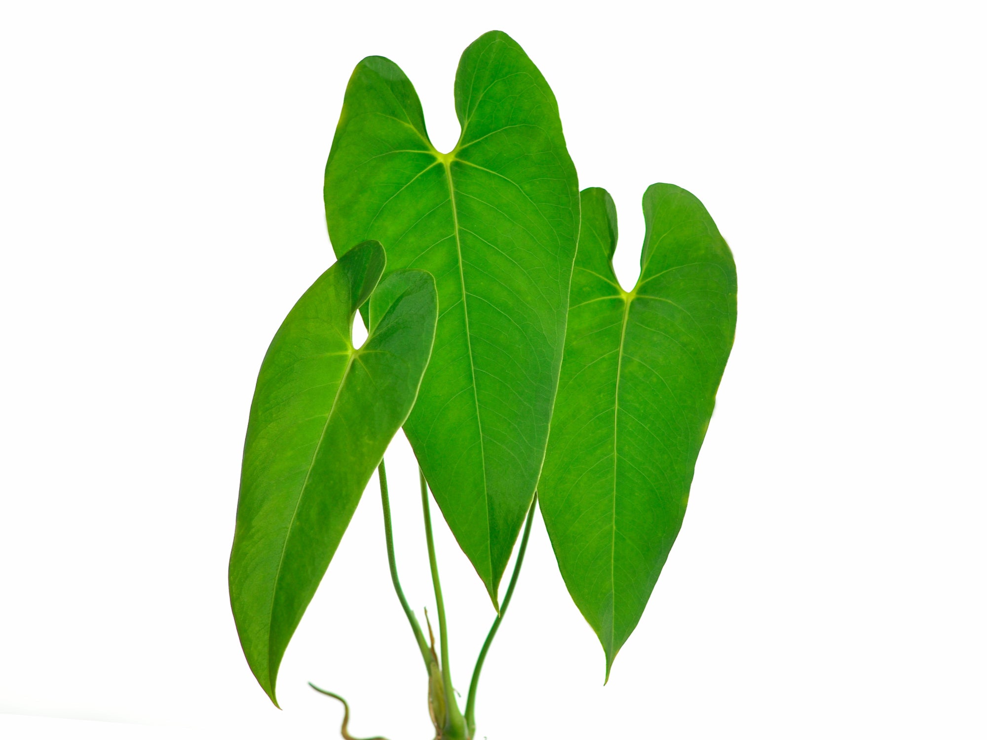 anthurium panguiensii Anthurium insigne var panguiensii 1