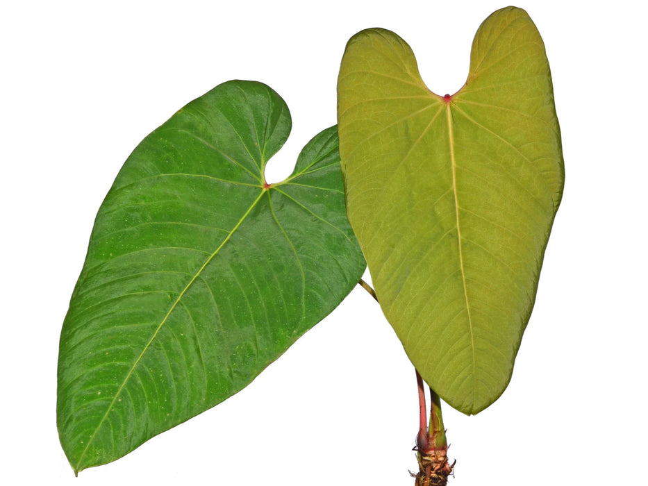 Anthurium insigne var panguiensii