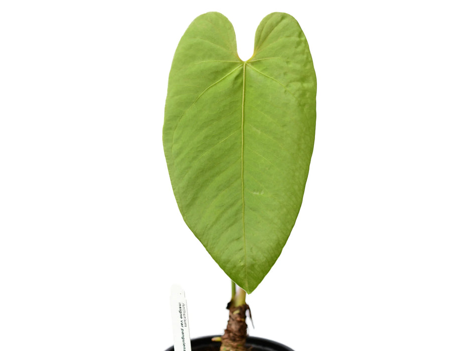 Anthurium insigne var panguiensii